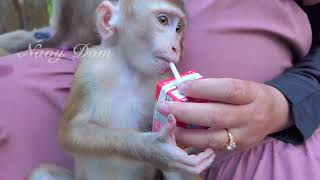 New abandoned boy don't know how to eat lotus fruit but he can use straw drink milk perfectly