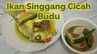 IKAN SINGGANG CICAH BUDU || Terlajak Senang