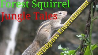 Squirrel in search of food| Jungle tales|Forest Squirrel| Wildgrass Entertainment| Shorts