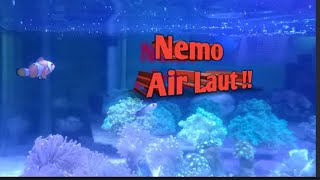 1 Jam Mandang Aquarium Air Laut   | nemo, kerang, biota,