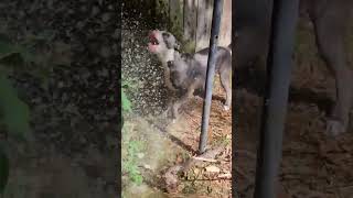 Drax playing in the pool pump water. #pitbull #puppy