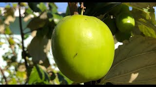 'Thai Giant' Indian Jujubes -  Growing Jujube Fruit in Florida