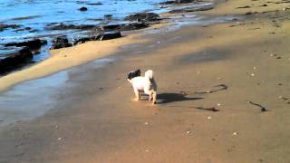 Gizmo on the beach