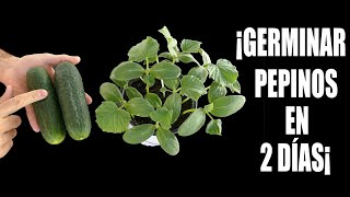 GERMINAR PEPINOS en 48 HORAS