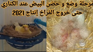 مرحلة وضع و حضن البيض_ لطيور الكناري_ حتى خروج الفراخ |إنتاج 2021|Poussins canaris produits en 2021