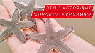 Монстры, которых вы точно встретите в Гоа | Всё про морские звёзды