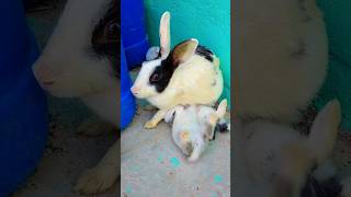 new born baby rabbit 😍❤️ #newbornbaby #new #shortvideo #love #motherlove #viral #trending #rabbit