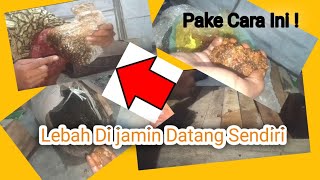 Cara Memancing Lebah Liar dengan Kotak Budidaya dan Cara Menyimpan bekas perasaan madu Supaya Awet