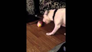 HUGO MY DOG  FUNNY VIDEO SQUEAKY TOY