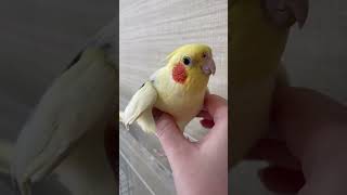 Sweet Cockatiel talking #cockatiel #parrot #whistle #funnyanimals #calopsita #calopsitte