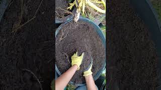 My Journey of growing Suran/Elephant foot yam..Conroe,TX. #gardening