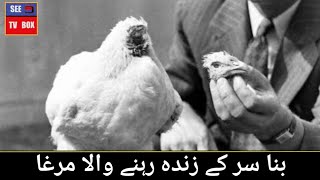 A chicken that lives without a head | بنا سر کے زندہ رہنے والا مرغا | See tv box