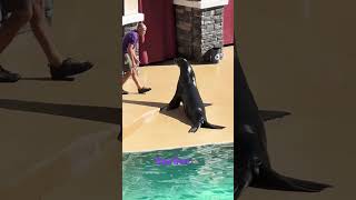 Sea lion show at SeaWorld Orlando @#shorts @#dolphin @#seal @#short