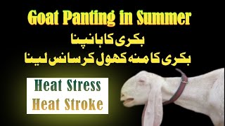 Goat Heat Stress || Goat Heat Stroke || Goat Panting in Urdu and Hindi