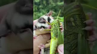 #Sugar# glider #Flying# squirrels #Petaurus breviceps #Petauridae