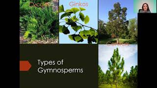 Intro to Gymnosperms