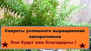 Секреты успешного выращивания папоротников : они будут вам благодарны , развенчиваем мифы !