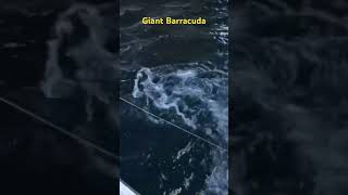 Giant Barracuda