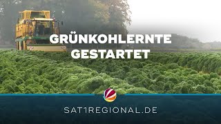 Grünkohlernte in Niedersachsen gestartet