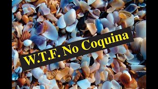 WTF No Coquina. Your Best Damn Surf Fishing Report 09-19-24  Please subscribe for updates.