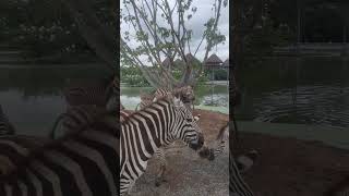 Safari Park Bangkok🇹🇭ZEBRA ม้าลาย อ้วนๆ  ซาฟารีเวิลด์ #shortvideo #shortsfeed #shortsyoutube #shorts