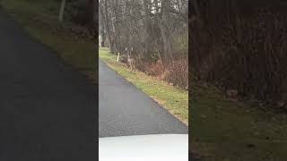 Buck chasing a doe