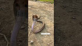 Cobra snake ( नाग साँप ) #shorts #youtubeshorts #sagar_sahu_0 #youtube