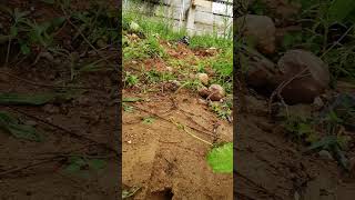 rc Zil 6x6 Super Modified  Muddy Hillclimb