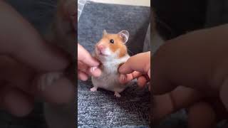 Hamster bear siêu dễ thương #hamster