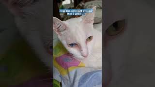 One of our kitty cat has an odd-eye condition | Cat Diaries