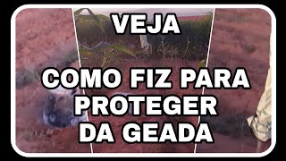 COMO PROTEGEMOS NOSSAS PLANTAS DA GEADA//USAMOS OQUE TINHA NO SÍTIO VEJAM...