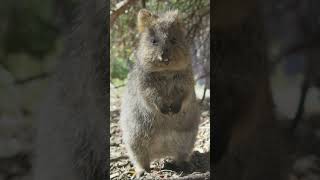 A QUOKKA #shorts #curiosidades #animals #shortsyoutube #animais #fatos #shortvideo #short