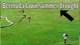 Lawn summer drought