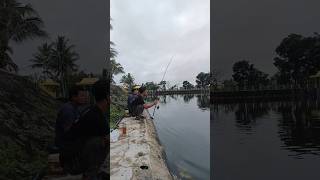 mancing nila dinembung #mancing #mancingmania