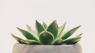 SUCCULENTS for BEGINNERS (no Green Thumb needed 😊)