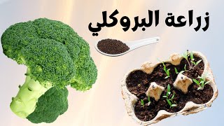 زراعة البروكلي في المنزل من البذرة حتى الحصاد ( فيديو كامل)