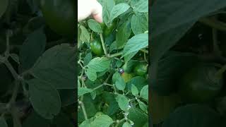 cabe gendut khas dieng #fypシ #reels #farmer #dieng #farming #shortvideo #petani #kentang #potato