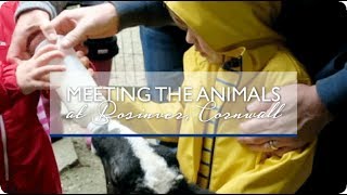 Meeting the animals at Bosinver Farm | May 2017