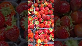 Клубника бомба, честно говоря 🍓 #сад #дача #клубника #лето