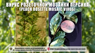 Вирус розеточной мозаики персика (Peach rosette mosaic virus)