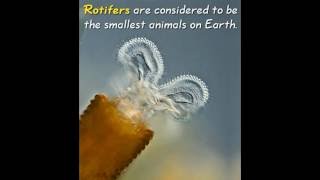 Classification and Characteristics of Rotifers