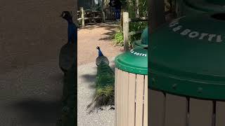 #zoo #capemayzoo #CapeMay #NewJersey #Peacock #jailbreak #escape