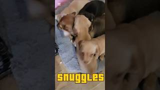 Snuggles