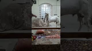 نر بز گلابی موز خور