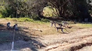 Rare sighting of Vervet monkeys being territorial