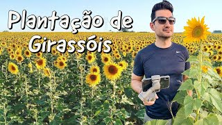 PLANTAÇÃO de GIRASSÓIS em SUMARÉ SP