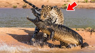 मगरमच्छों से मुकाबला करने के लिए 10 जानवर काफी बहादुर हैं | Animals That Could Defeat A Crocodile