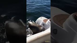 Heartwarming Moment - Little Seal Jumps Into Boat for Safety as Orcas Circle 😱🌊🛥️ #viral #animals