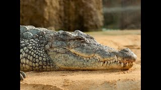 Un crocodile lui mange le bras, elle se marie à l'hôpital