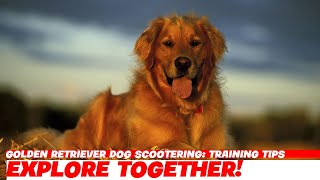 Golden Retriever Dog Scootering: Training Tips